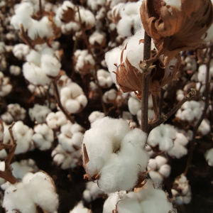 Le coton bio : Qu'est-ce que c'est ?