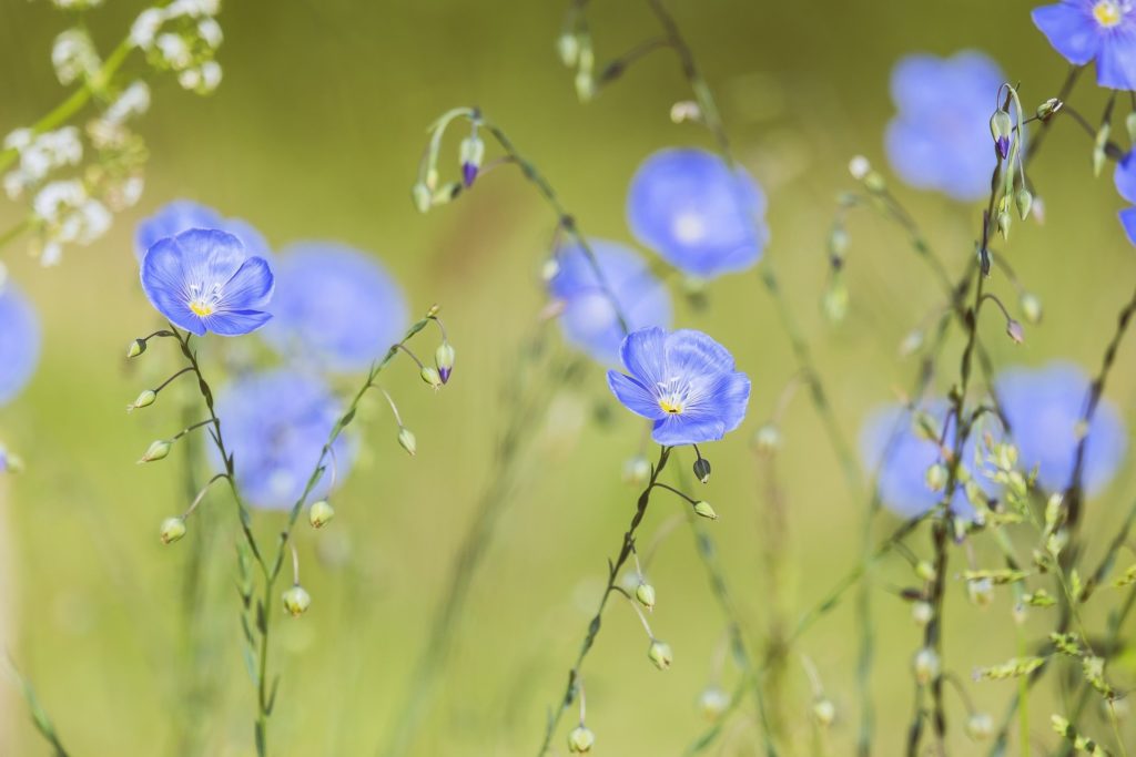 La fleur de lin