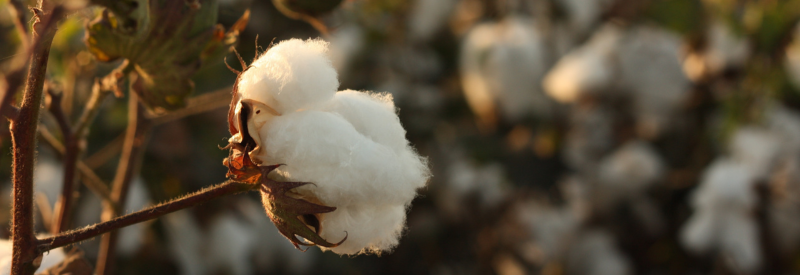 Comment bien entretenir les vêtements en coton ?