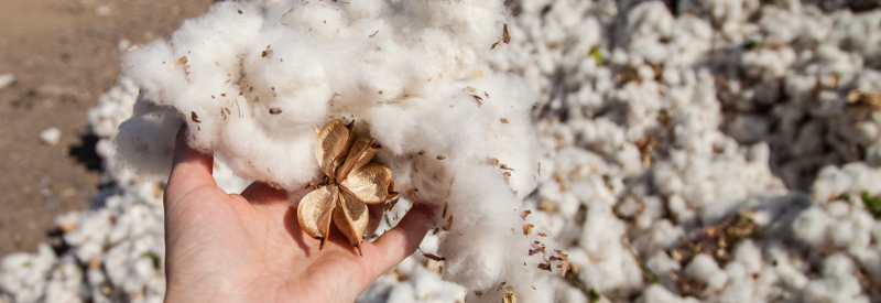 Coton organique, bio, écologique : une définition