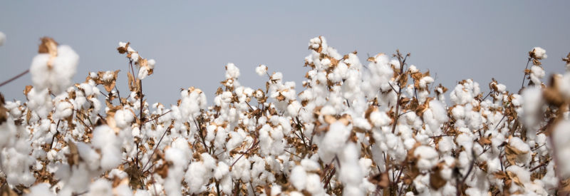 Entretenir votre Coton