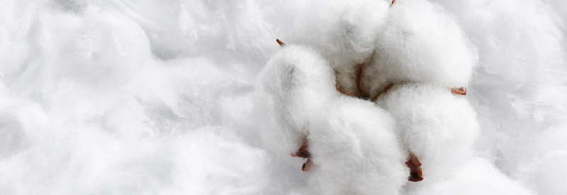 Coton organique, bio, écologique : une définition