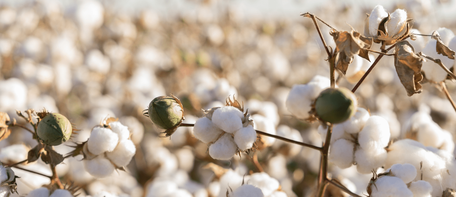 Le coton BIO : la matière à intégrer dans son vestiaire responsable